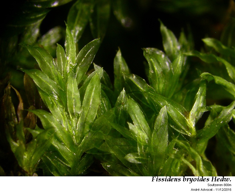 Fissidens bryoides Hedw. #47900