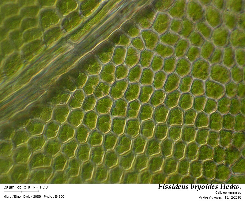 Fissidens bryoides Hedw. #47906