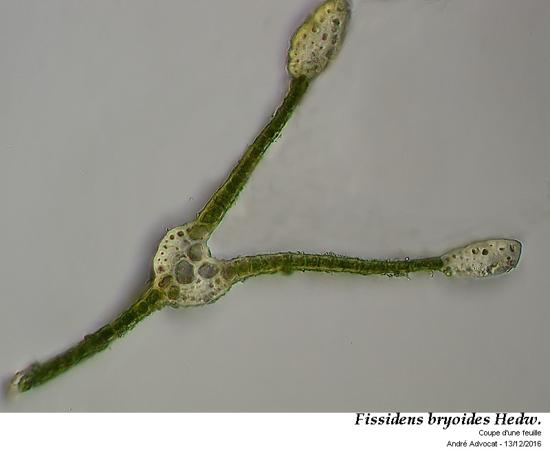 Fissidens bryoides Hedw. #47903