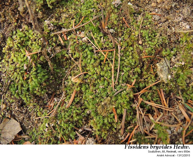 Fissidens bryoides Hedw. #47898