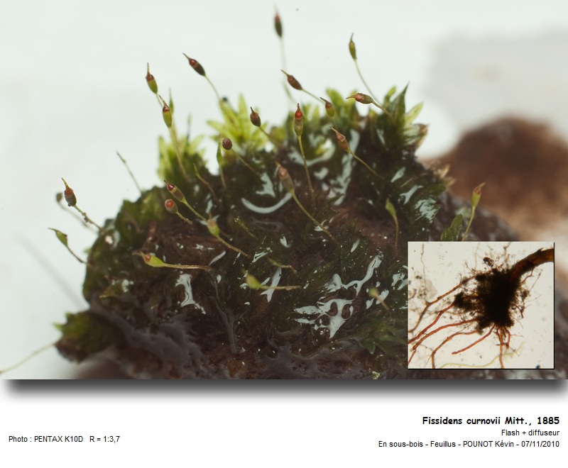 Fissidens curnovii, Mitt., 1885 #18946