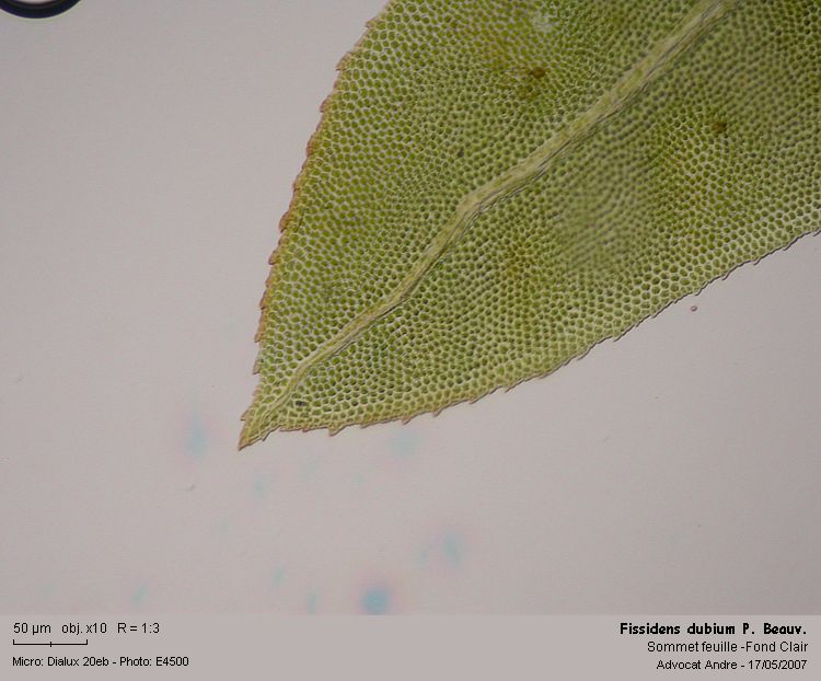 Fissidens dubius P.Beauv. #1898