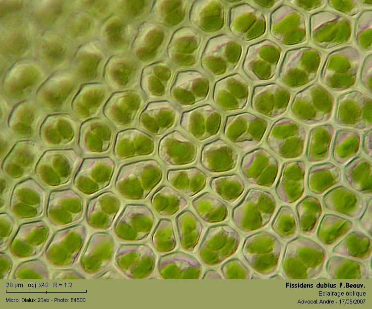 Fissidens dubius P.Beauv. #1899