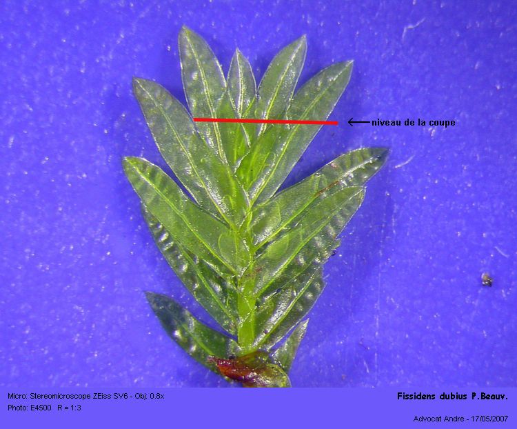 Fissidens dubius P.Beauv. #1900