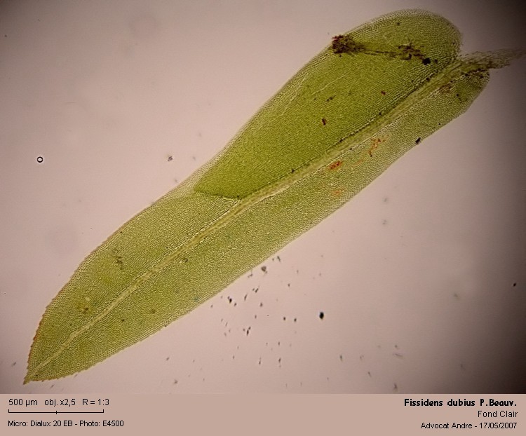 Fissidens dubius P.Beauv. #1897