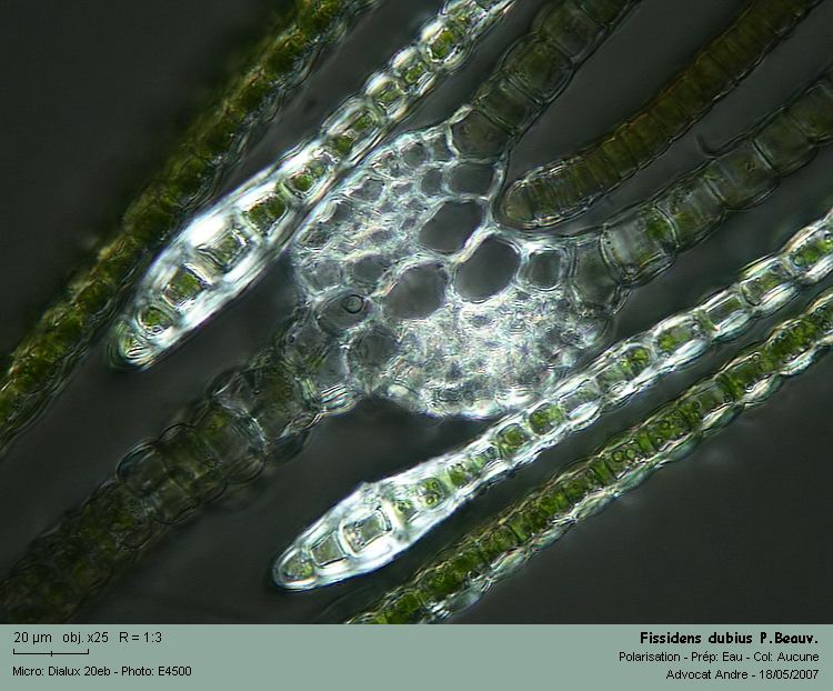 Fissidens dubius P.Beauv. #1904