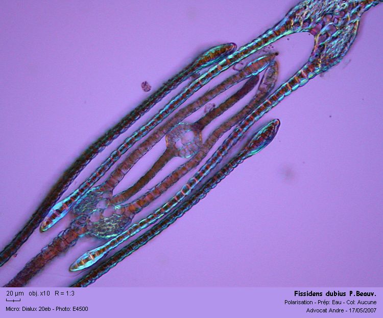 Fissidens dubius P.Beauv. #1902