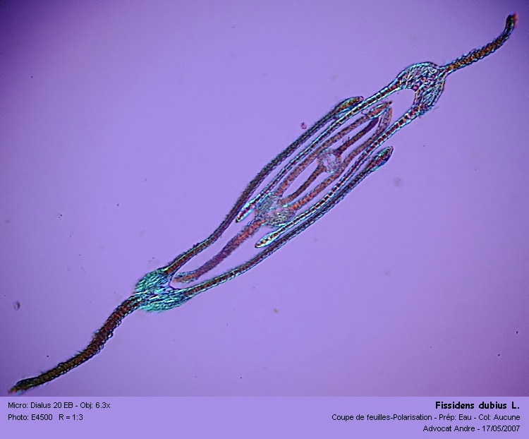 Fissidens dubius P.Beauv. #1905