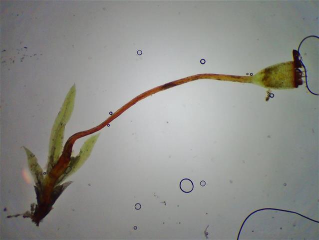 Fissidens gracilifolius Brugg.-Nann. & Nyholm #65279
