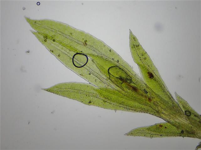 Fissidens gracilifolius Brugg.-Nann. & Nyholm #65280