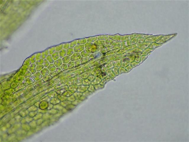Fissidens gracilifolius Brugg.-Nann. & Nyholm #65283