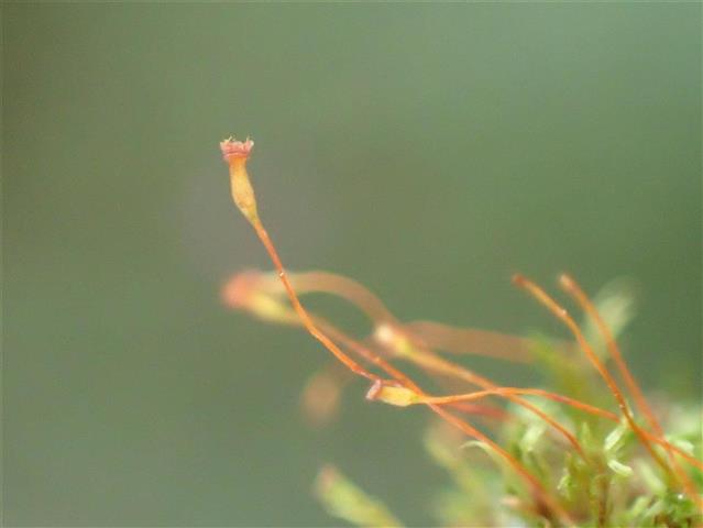 Fissidens gracilifolius Brugg.-Nann. & Nyholm #65287