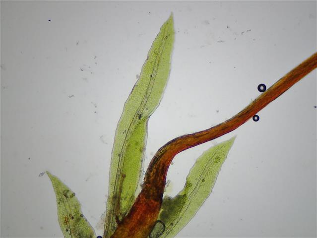 Fissidens gracilifolius Brugg.-Nann. & Nyholm #65282