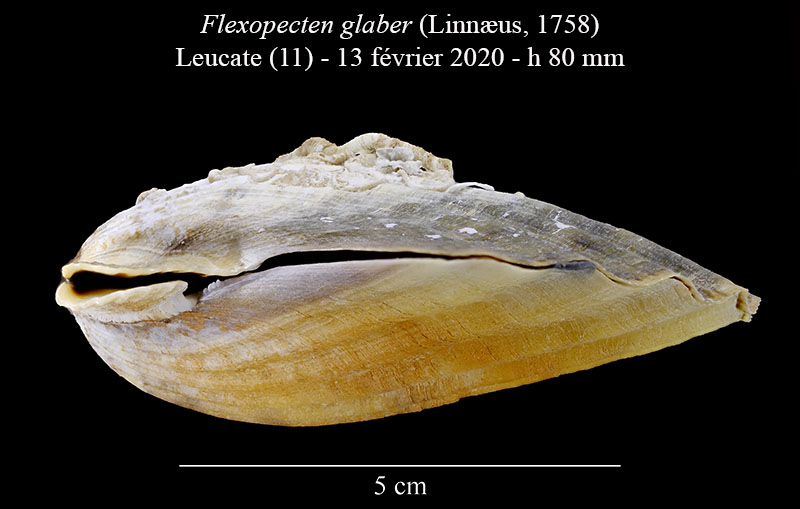 Flexopecten glaber #62004