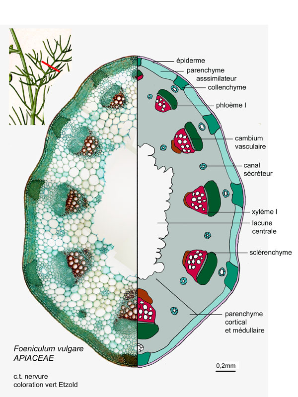Foeniculum vulgare, histologie. #17129