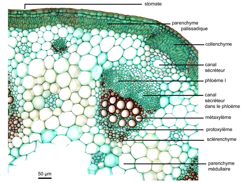 Foeniculum vulgare, histologie. #17130