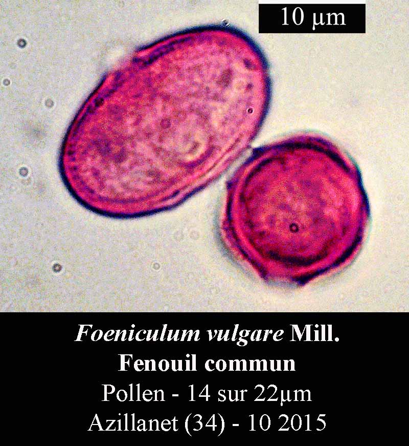Foeniculum vulgare #42459