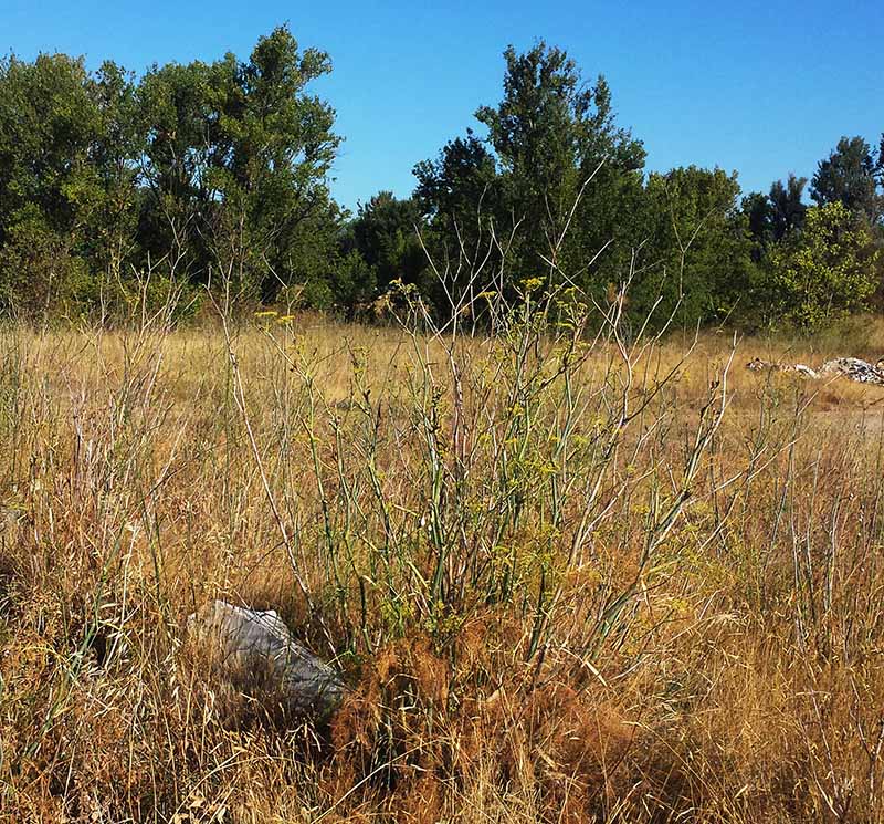 Foeniculum vulgare #51509
