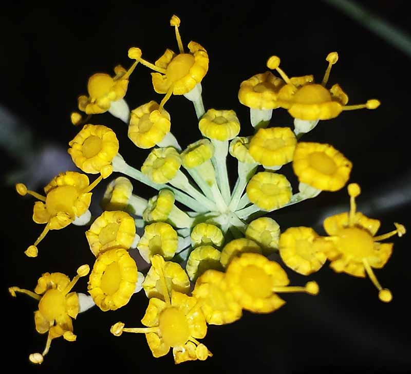Foeniculum vulgare #51514