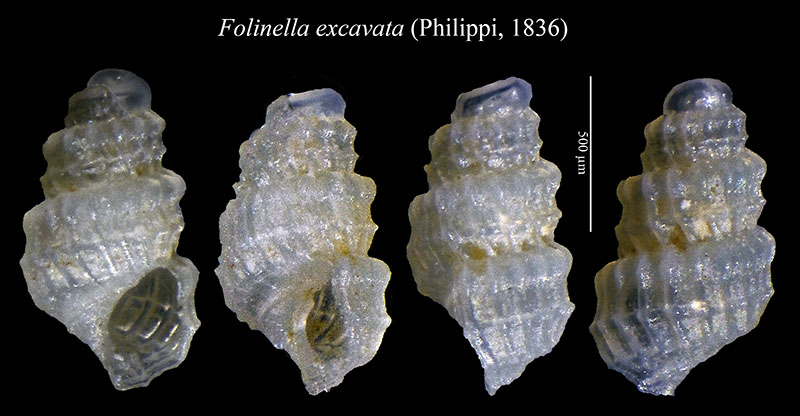 Folinella excavata #53244
