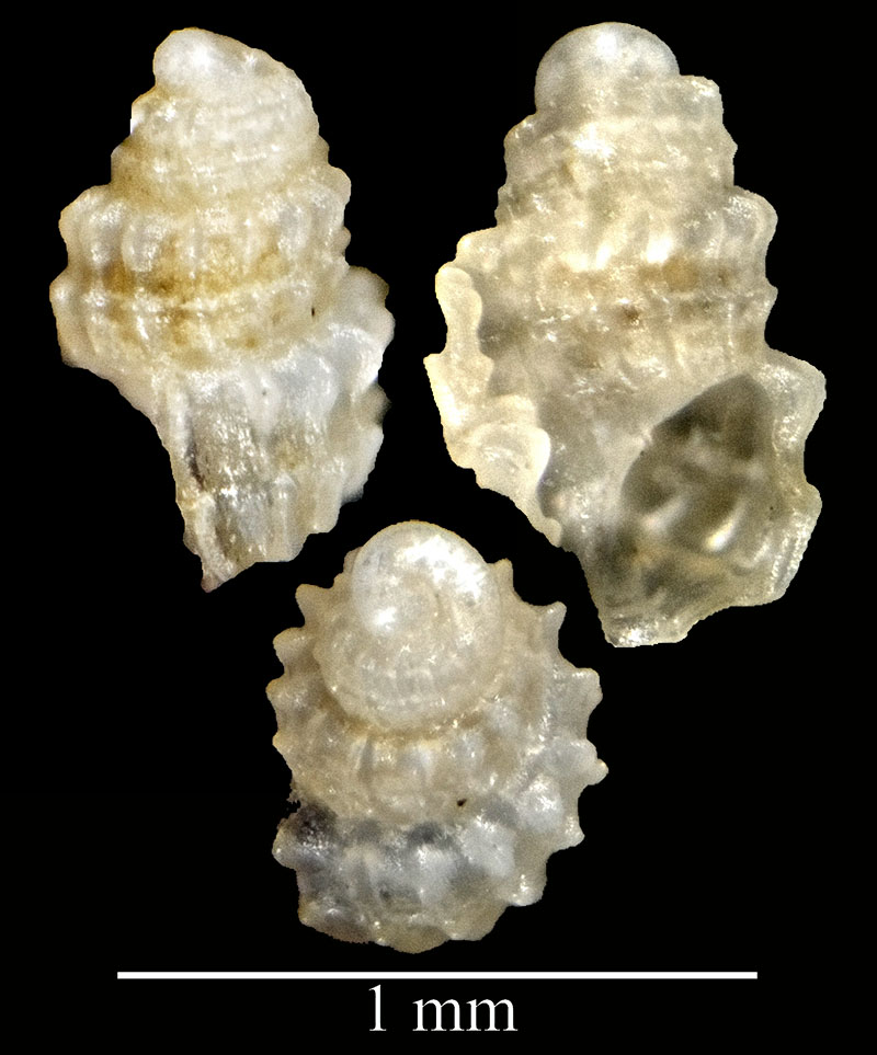 Folinella excavata #53246