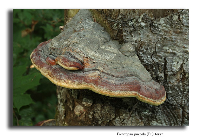 Fomitopsis pinicola #15637