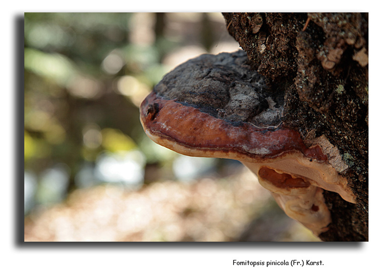Fomitopsis pinicola #15636