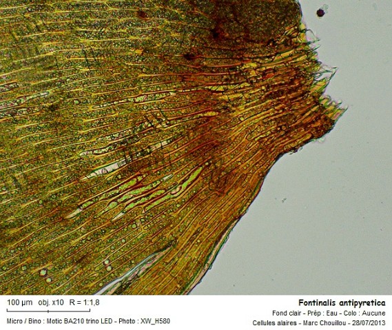 Fontinalis antipyretica (Hedw.) #33719