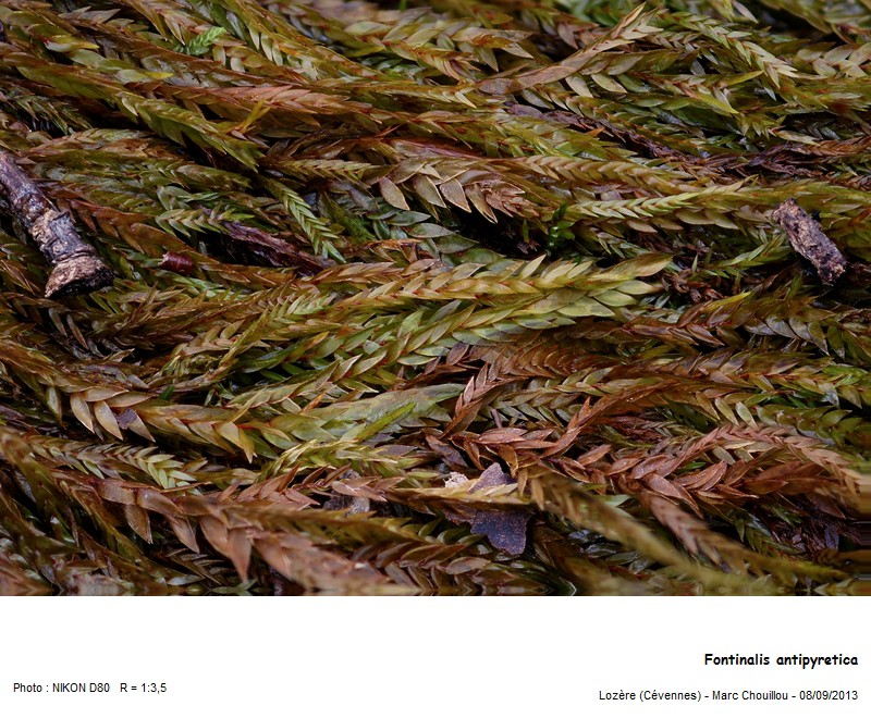 Fontinalis antipyretica (Hedw.) #34111