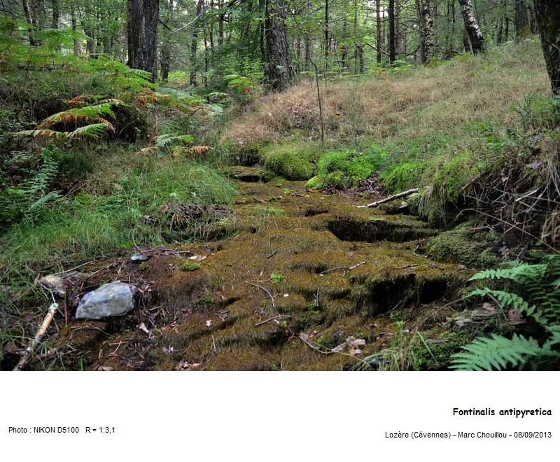 Fontinalis antipyretica (Hedw.) #34108