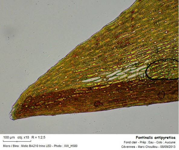 Fontinalis antipyretica (Hedw.) #33720
