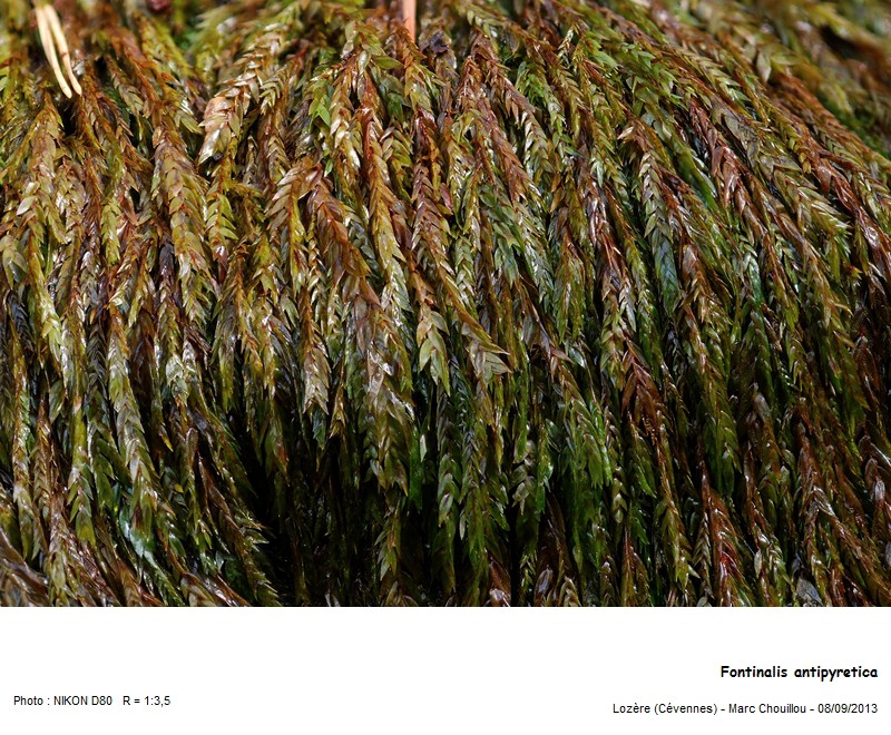 Fontinalis antipyretica (Hedw.) #34110
