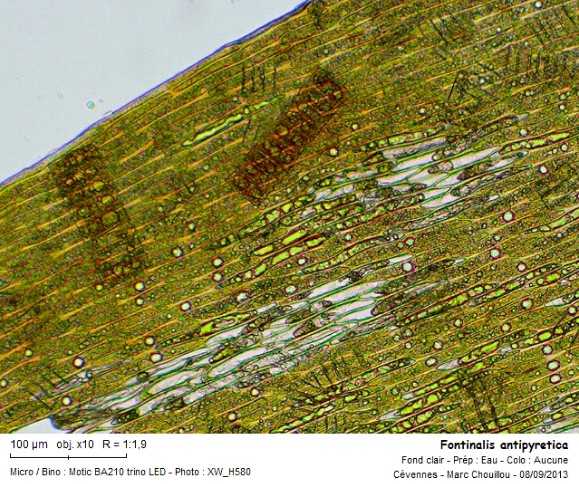 Fontinalis antipyretica (Hedw.) #33721