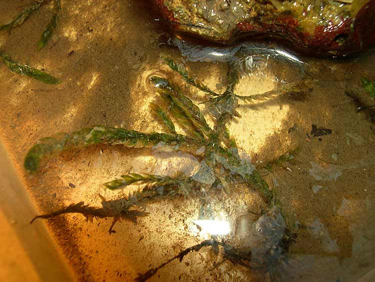 Fontinalis antipyretica (Hedw.) Mousse pleurocarpe aquatique #1634
