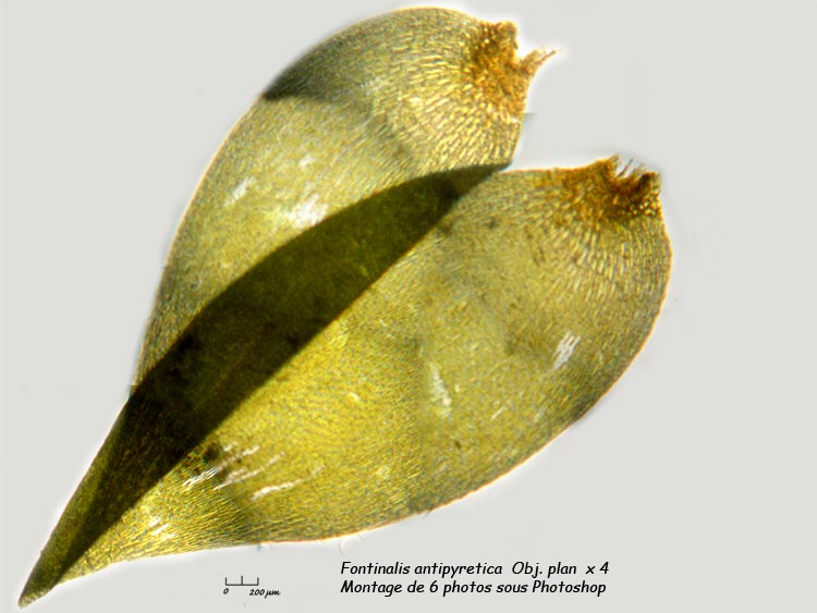 Fontinalis antipyretica (Hedw.) Mousse pleurocarpe aquatique #1635