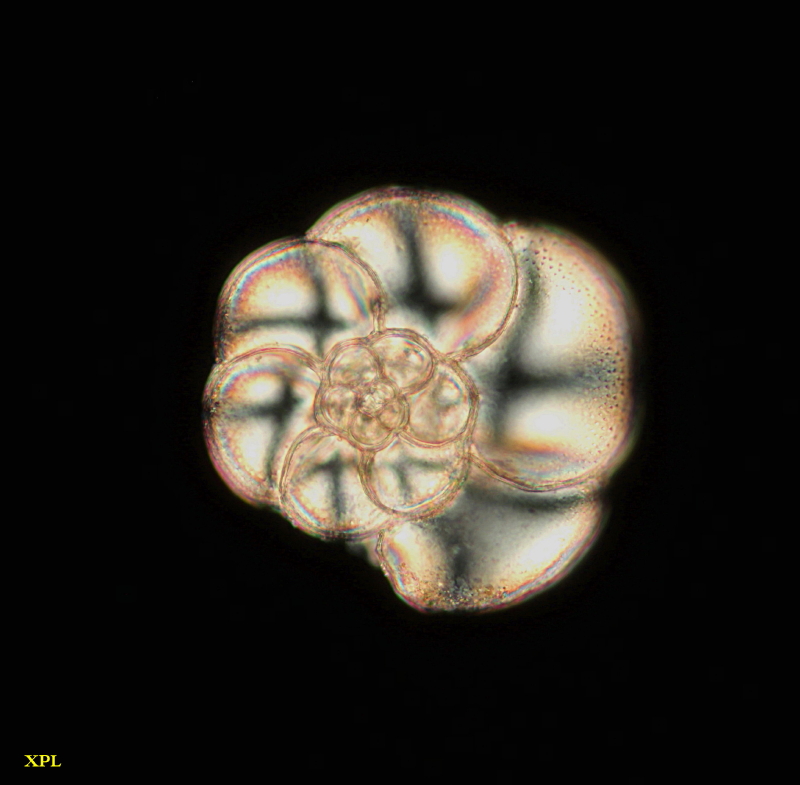 Foraminifere Globigerine en contraste variée #41485
