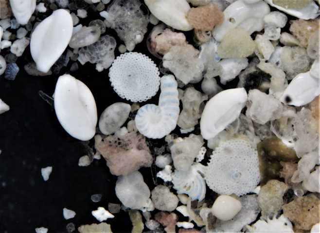Foraminifères en sable de la baie d´Alcudia #59772