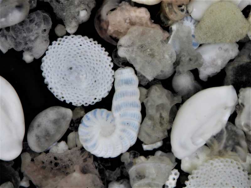 Foraminifères en sable de la baie d´Alcudia #59771