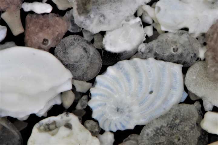 Foraminifères en sable de la baie d´Alcudia #59773