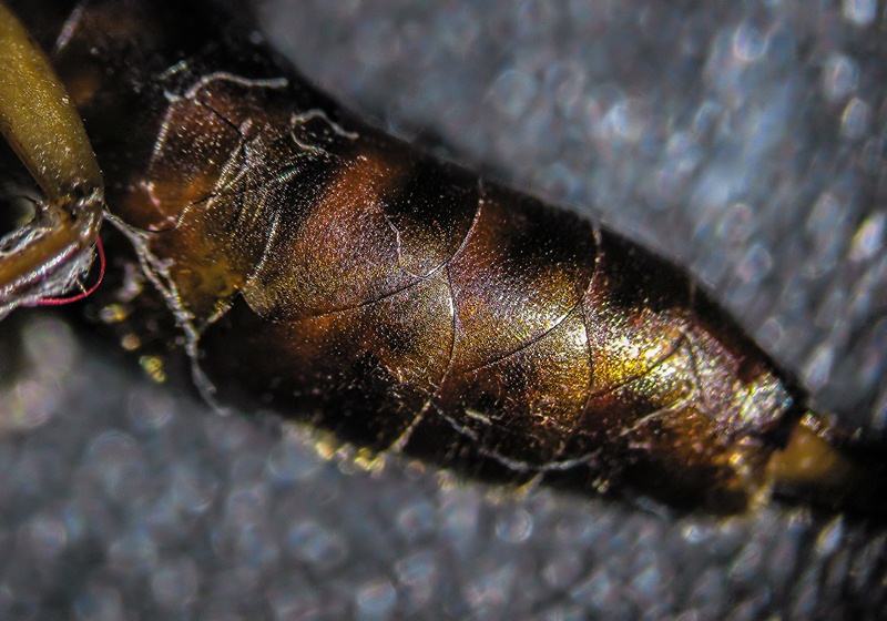 Forficula auricularia #39800