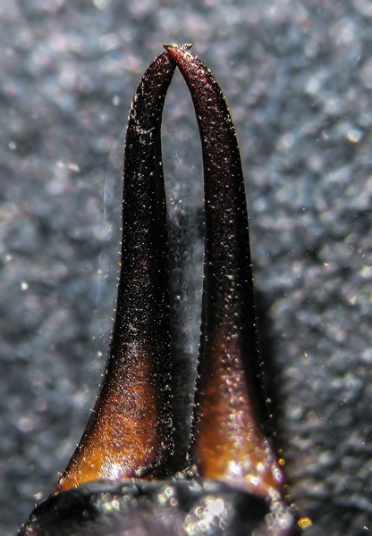 Forficula auricularia #39799