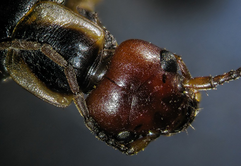 Forficula auricularia #39797