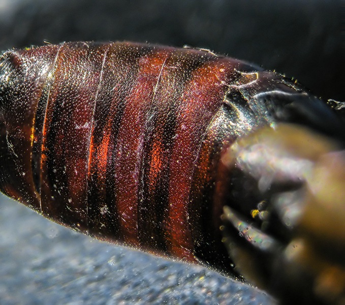 Forficula auricularia #39798
