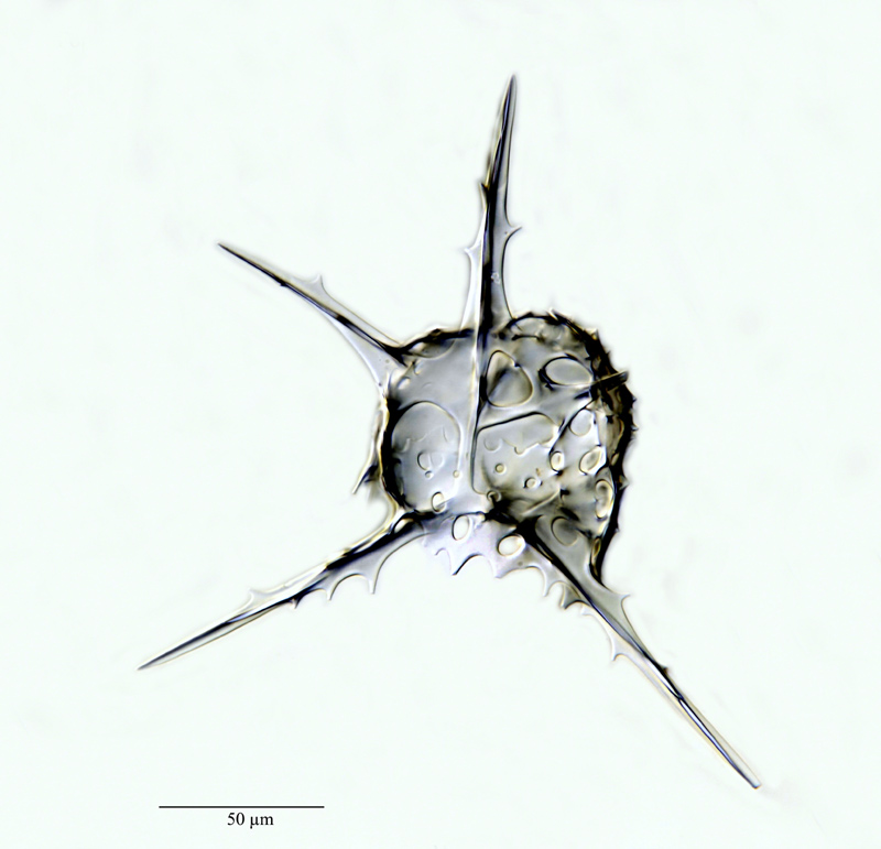 Formacantha serrata Elger n. sp. #21411