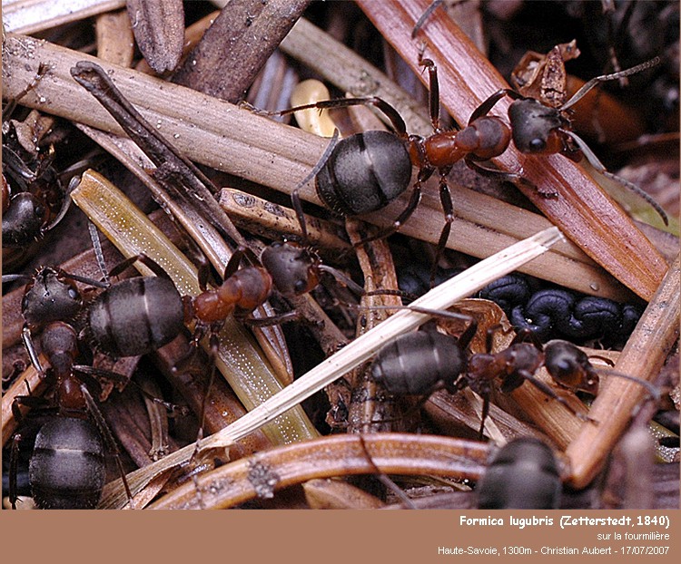 Formica lugubris Zetterstedt, 1840 #172