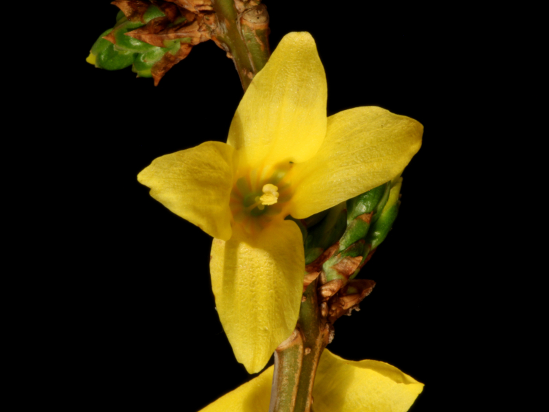 Forsythia ×intermedia Zabel, 1885 #78150