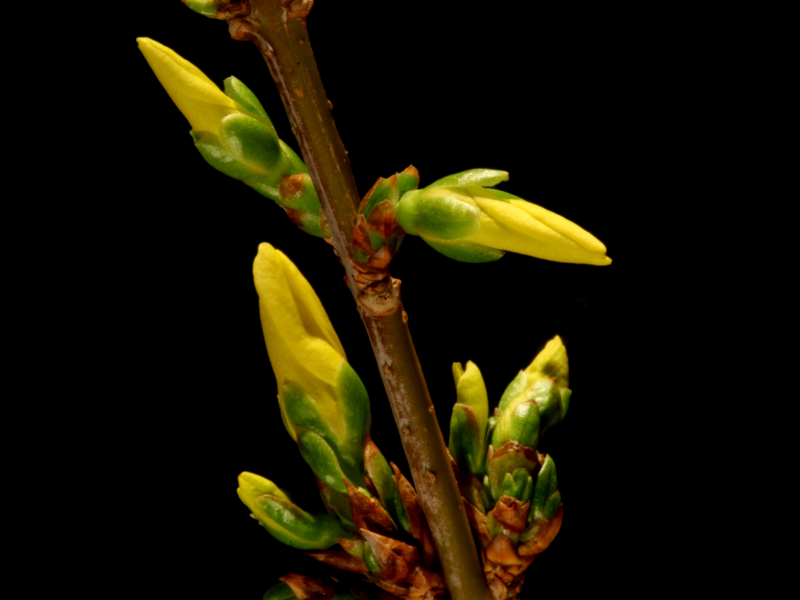 Forsythia ×intermedia Zabel, 1885 #78152