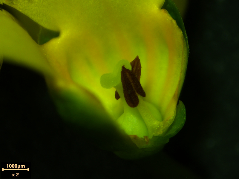 Forsythia ×intermedia Zabel, 1885 #78156