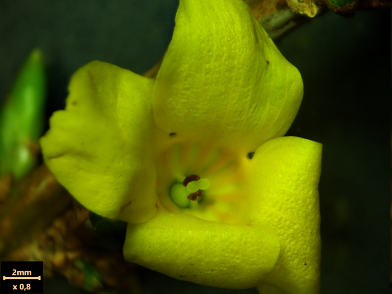 Forsythia ×intermedia Zabel, 1885 #78154