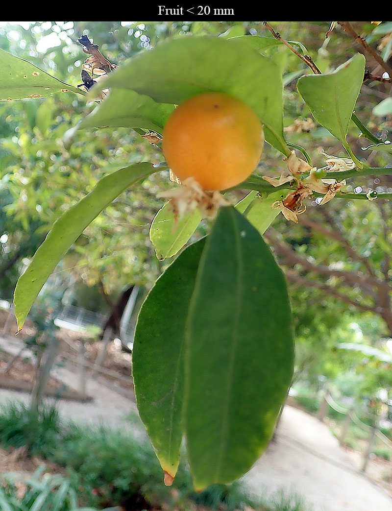 Fortunella japonica #77029